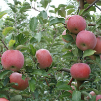 Саджанці яблуні Фуджі (зимовий сорт)