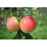 Саджанці яблуні Лігол (зимовий сорт)