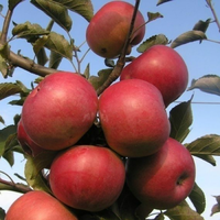 Саджанці яблуні Айдаред (зимовий сорт)