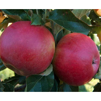 Саджанці яблуні Горець (Джонагоред) (зимовий сорт)