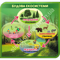 Стенд "Будова екосистеми"