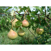 Саджанці груші Лісова Красуня (літній сорт)