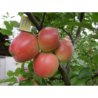 Саджанці яблуні Граф-Езо (зимовий сорт)
