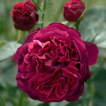 Троянда Фальстаф (Falstaff) - NaVolyni.com, Фото 1