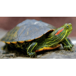 Червоновуха черепаха - NaVolyni.com, Фото 1