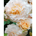 Троянда Екскалібур (Excalibur) - NaVolyni.com, Фото 1