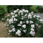 Троянда Аспірін Розе (Aspirin-Rose) - NaVolyni.com, Фото 2