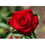 Троянда Соло Ред (Solo Red) - NaVolyni.com, Фото 1