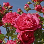 Троянда Лагуна (Laguna) - NaVolyni.com, Фото 1