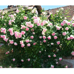 Троянда Іден Роуз (Eden Rose) - NaVolyni.com, Фото 3