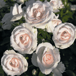 Троянда Аспірін Розе (Aspirin-Rose) - NaVolyni.com, Фото 6