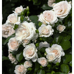 Троянда Аспірін Розе (Aspirin-Rose) - NaVolyni.com, Фото 1