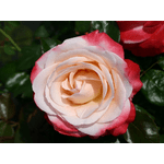 Троянда Ностальжі (Nostalgie) - NaVolyni.com, Фото 1