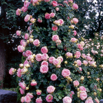 Троянда Іден Роуз (Eden Rose) - NaVolyni.com, Фото 2