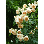Троянда Джинджер Сілабаб (Ginger Syllabub) - NaVolyni.com, Фото 3