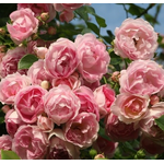 Троянда Іден Роуз (Eden Rose) - NaVolyni.com, Фото 1