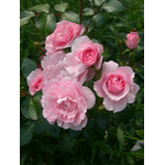 Троянда Авеню Пінк (Avenue Pink) - NaVolyni.com, Фото 1