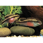 Папуга (Pelvicachromis pulcher, Pelvicachromis kribensis) - NaVolyni.com, Фото 1