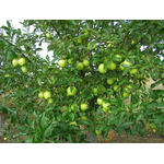 Саджанці яблуні Голден Делішес (зимовий сорт) - NaVolyni.com, Фото 2