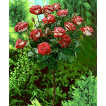 Троянда Ностальжі (Nostalgie) - NaVolyni.com, Фото 2
