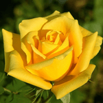 Троянда Соло Єллоу (Solo Yellow) - NaVolyni.com, Фото 1