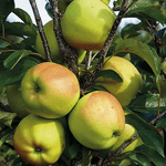 Саджанці яблуні Голден Делішес (зимовий сорт) - NaVolyni.com, Фото 3