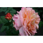 Троянда Августа Луїза (Augusta Luise) - NaVolyni.com, Фото 4