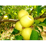 Саджанці яблуні Голден Делішес (зимовий сорт) - NaVolyni.com, Фото 1