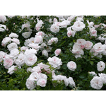 Троянда Аспірін Розе (Aspirin-Rose) - NaVolyni.com, Фото 5