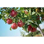 Саджанці яблуні Граф-Езо (зимовий сорт) - NaVolyni.com, Фото 2