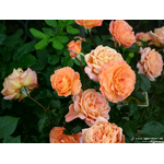 Троянда Бельведере (Belvedere) - NaVolyni.com, Фото 3
