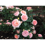 Троянда Августа Луїза (Augusta Luise) - NaVolyni.com, Фото 3