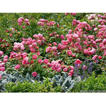 Троянда Помпонелла (Pomponella) - NaVolyni.com, Фото 6