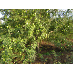 Саджанці яблуні Кальвіль сніжний (осінній сорт) - NaVolyni.com, Фото 4