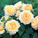 Троянда Крокус (Crocus) - NaVolyni.com, Фото 1