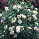 Троянда Крокус (Crocus) - NaVolyni.com, Фото 4