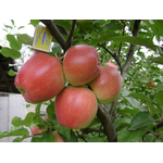 Саджанці яблуні Граф-Езо (зимовий сорт) - NaVolyni.com, Фото 1