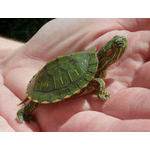 Червоновуха черепаха - NaVolyni.com, Фото 2