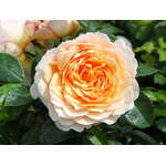 Троянда Джинджер Сілабаб (Ginger Syllabub) - NaVolyni.com, Фото 1