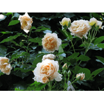 Троянда Джинджер Сілабаб (Ginger Syllabub) - NaVolyni.com, Фото 2