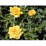 Троянда Соло Єллоу (Solo Yellow) - NaVolyni.com, Фото 2