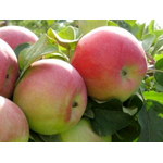 Саджанці яблуні Граф-Езо (зимовий сорт) - NaVolyni.com, Фото 3
