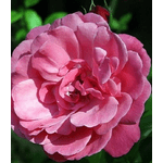 Троянда Етюд (Etude) - NaVolyni.com, Фото 1