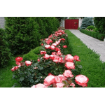 Троянда Ностальжі (Nostalgie) - NaVolyni.com, Фото 3