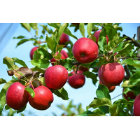 Саджанці яблуні Слава Переможцям (осінній сорт)