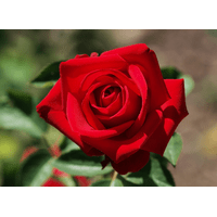 Троянда Соло Ред (Solo Red)