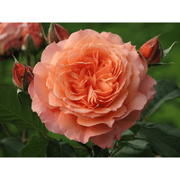 Троянда Бельведере (Belvedere)