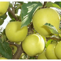 Саджанці яблуні Кальвіль сніжний (осінній сорт)