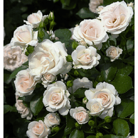 Троянда Аспірін Розе (Aspirin-Rose)