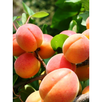 Саджанці абрикоса Червонощокий (середній сорт)
